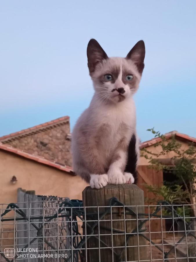 El Chozo Villa Fuentiduena Dış mekan fotoğraf